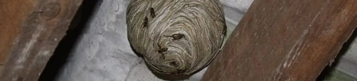 Wasp nest in an attic space, a common home infestation risk in Birmingham, AL