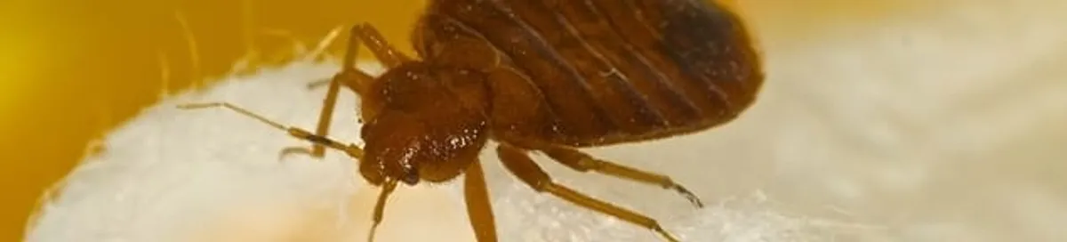 Close-up of a bed bug, a sign of an active infestation in Birmingham, AL