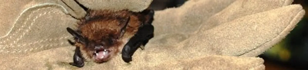 Bat removal specialist holding a bat safely during humane exclusion in Birmingham, AL