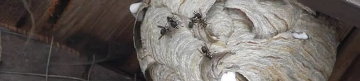 Close-up of a wasp nest with active wasps, a sign of an infestation in Birmingham, AL